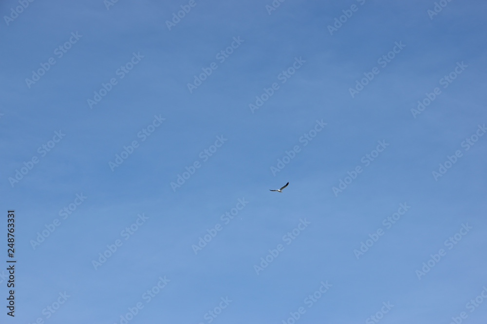 gaviota volando en libertad con cieloa azul de fondo
