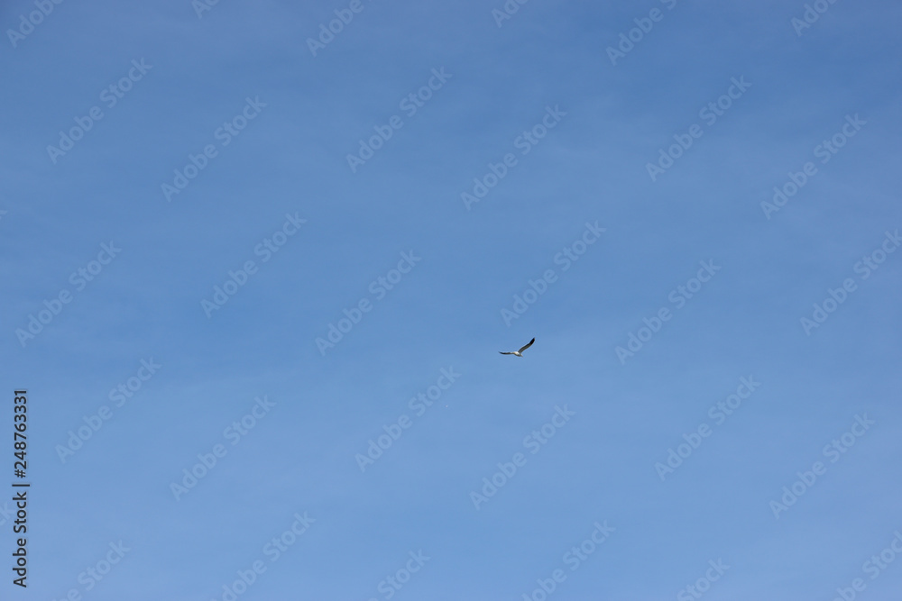 gaviota volando en libertad con cieloa azul de fondo gaviota volando en libertad con cieloa azul de fondo
