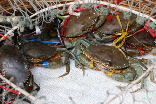 Live crabs in the bamboo basket and closed with rope net.