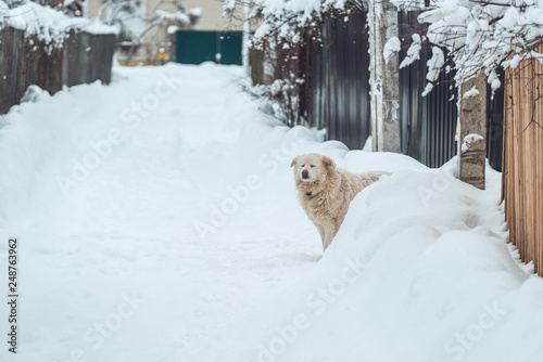 the white dog squint with happiness in the snow-covered park