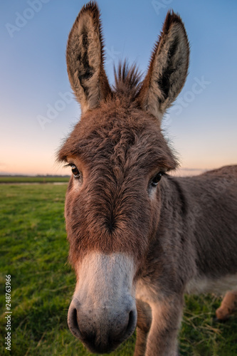 A Color Donkey Portrait at Sunset, California, USA