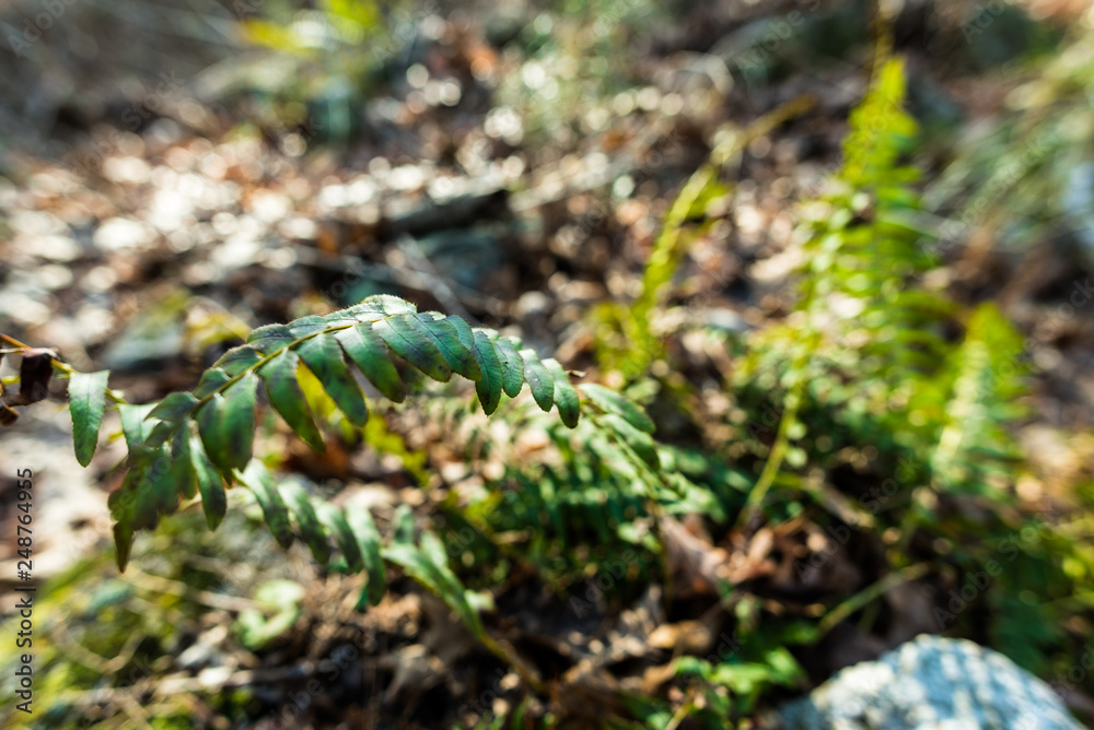 Life & Nature in green