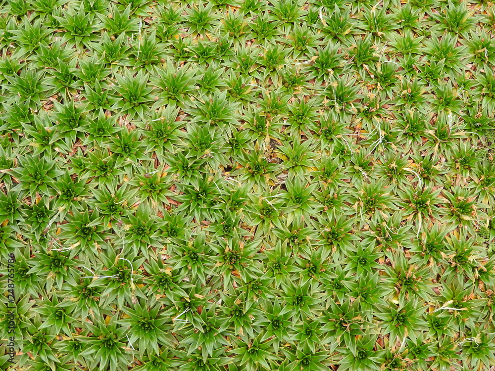 Fondo verde de plantas cortas. Fondo verde de plantas cortas.