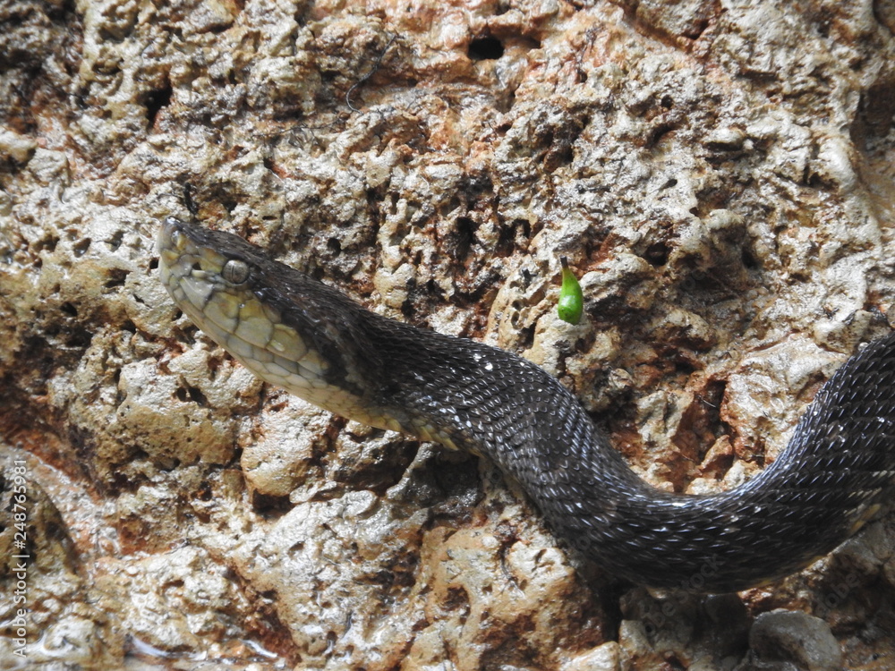 Serpiente X encontrada a orillas del Río Cuyabeno. Serpiente X encontrada a orillas del Río Cuyabeno.