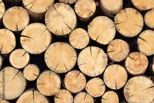 Woodpile stack of round logs of trees  abstract background texture for your design.
