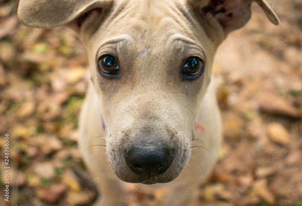Close up shot of sad homeless dog face looking at the camera with blurred background,Portrait dog's face.