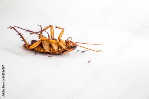 Dead cockroach eaten by ants isolated on white background.