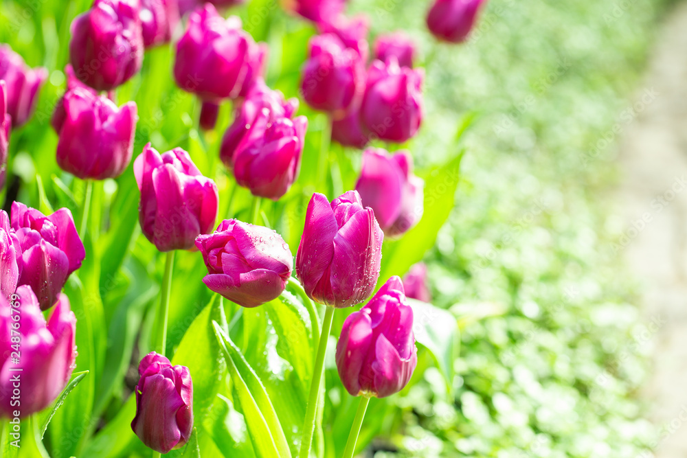 Purple tulip flower garden