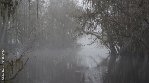 Foto Misty swamps
