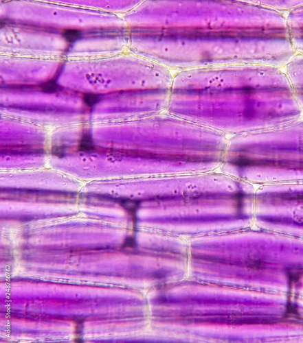 Tradescantia Spathacea leaf cell from microscope.