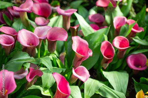 Canvas Print Calla lilly flower garden