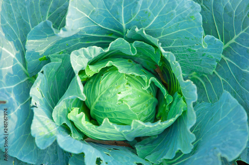 Closeup top view of fresh green cabbage Organic cabbage vegetable food in field garden cabbage in the garden