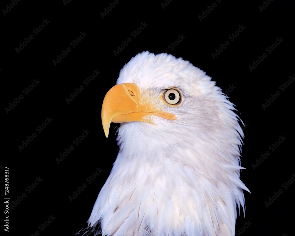 Bald Eagle photograph taken the Wildlife Sanctuary Bald Eagle photograph taken the Wildlife Sanctuary