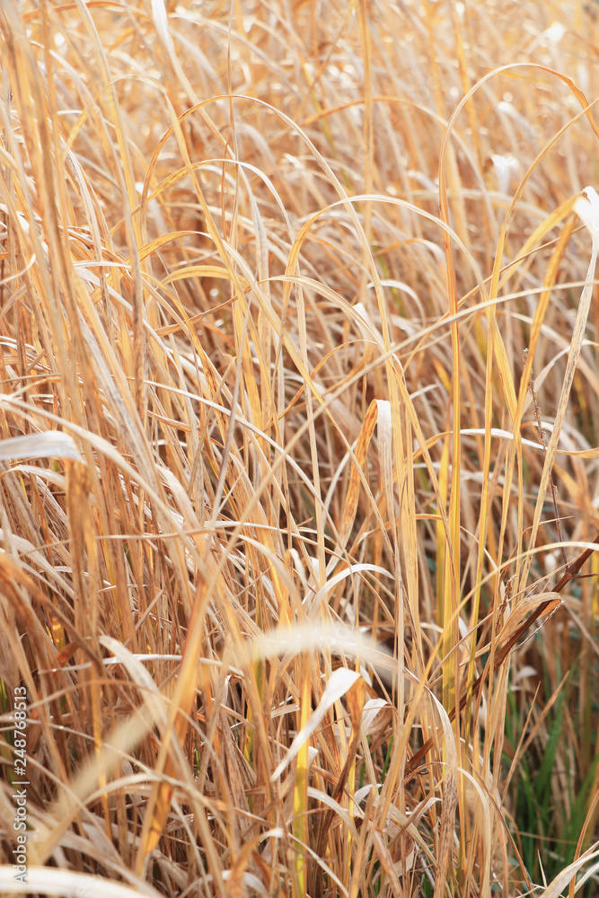 Fototapeta premium 陽の中の金色の枯れ草 バックグラウンド 縦型