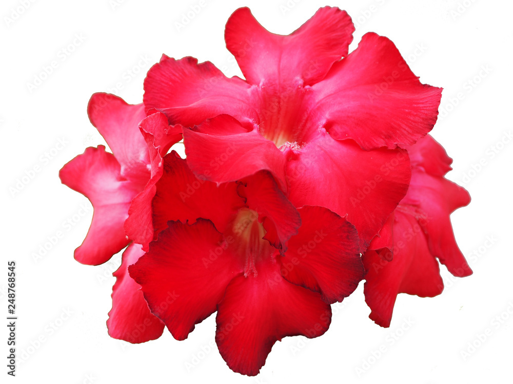 Fototapeta premium red flower isolated on white background