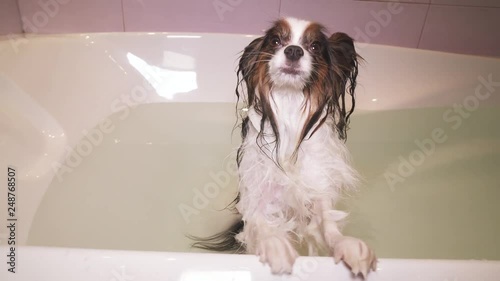 Wet Papillon dog stands in the bathroom stock footage video photo