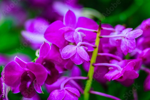 Beautiful Purple Orchid flower, Vanda hybrid flowers. Violet Vanda Orchid flower decorated in the airport. © kampwit