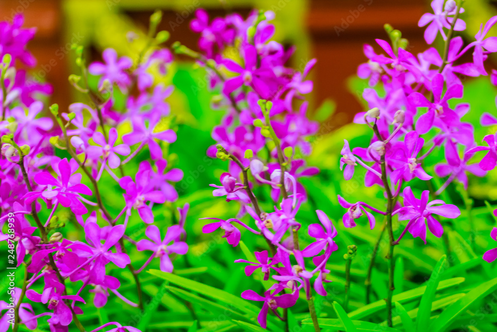 Beautiful Purple Ascocenda orchids flowers decorated at the airport in Bangkok, Thailand. Petal violet ascocenda orchid flowers in night shot with grain. Beautiful Purple Ascocenda orchids flowers decorated at the airport in Bangkok, Thailand. Petal violet ascocenda orchid flowers in night shot with grain.