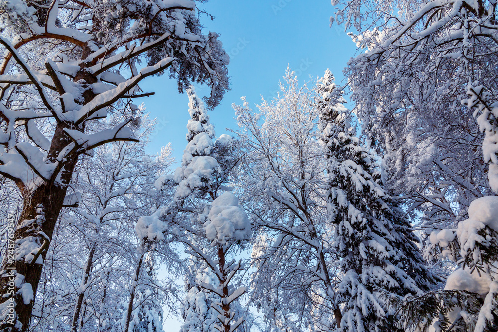 Trees covered with snow and frost in the winter forest against the blue sky Trees covered with snow and frost in the winter forest against the blue sky