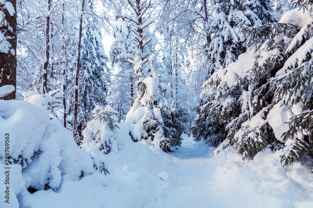 Path between snow-covered trees in a winter snow forest Path between snow-covered trees in a winter snow forest