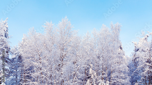 Trees covered with snow and frost in the winter forest against the blue sky