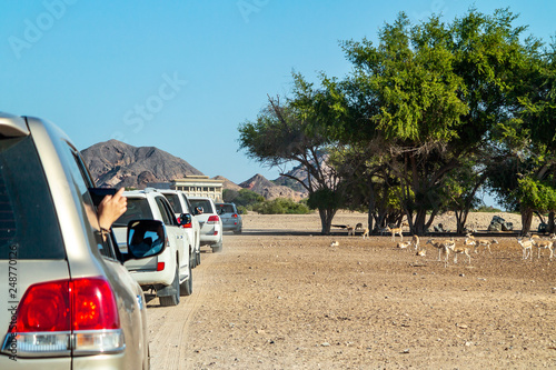 Carta da parati Road to Safari Park on Sir Bani Yas Island, Abu Dhabi, United Arab Emirates