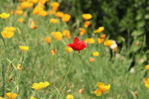 Beautiful Flowers of Nature