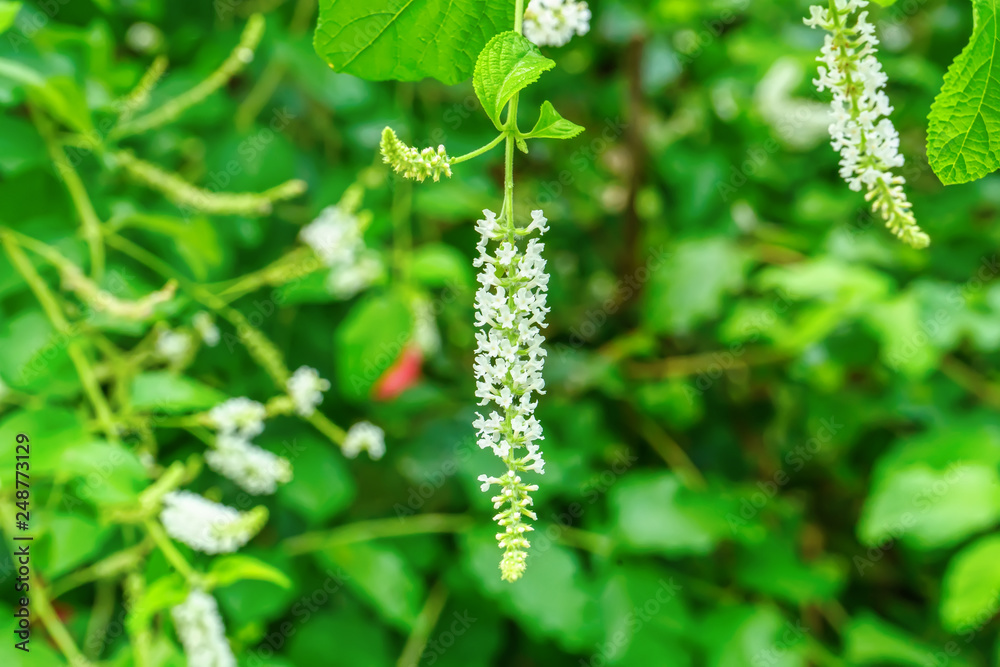Buddleja paniculata on a nature background. Buddleja paniculata on a nature background.