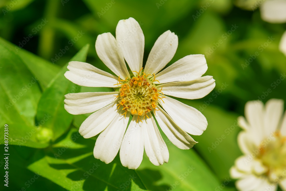 Zinnia elegans on a nature background. Zinnia elegans on a nature background.