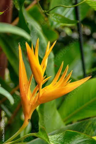 The birds of paradise are members of the family Paradisaeidae of species are found in eastern Indonesia, Papua New Guinea, and eastern Australia.