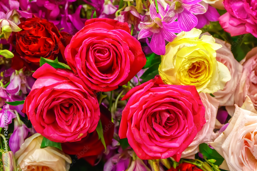 The rose is the flower represents love. Its on a flower background. The rose is the flower represents love. Its on a flower background.
