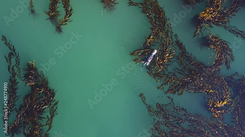 California Otter swimming on back eating clam and scratching itself, Top down Aerial view at sunset. photo