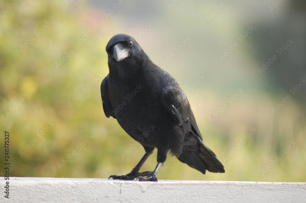 Obraz premium crow on branch