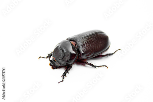 Coconut rhinoceros beetle is evil insect pests and problem of gardeners in coconut planters and oil palm plantation. isolate on white background. © Panupong