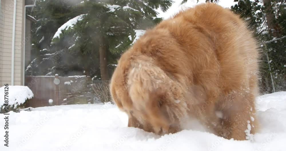 Golden retriever dog running in the snow to find a ball buried