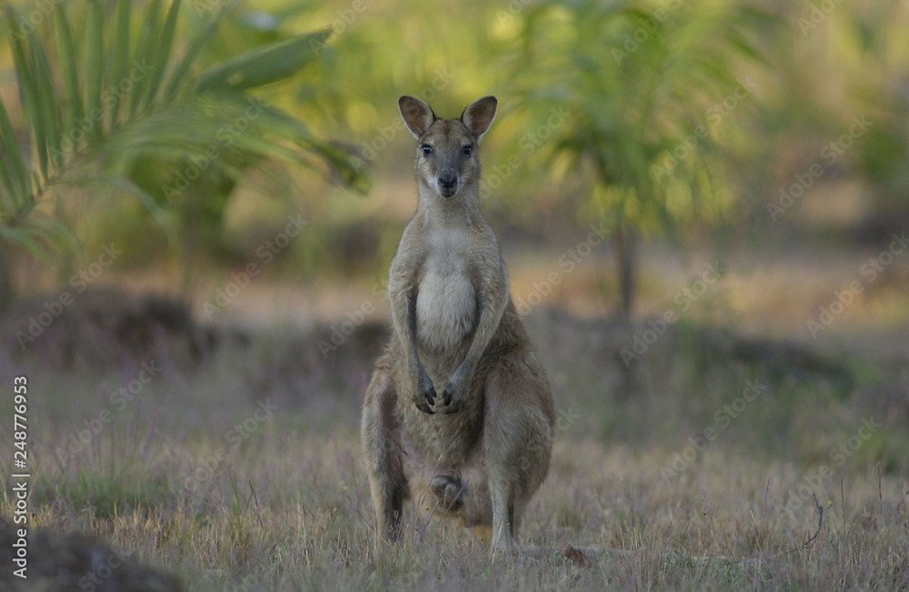 Agile Wallaby in the Northern Territory tropics, Australia. Agile Wallaby in the Northern Territory tropics, Australia.