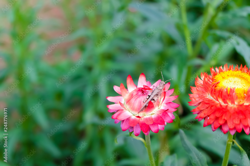 Grasshopper perching on pink Straw flowers in the garden. - Image Grasshopper perching on pink Straw flowers in the garden. - Image
