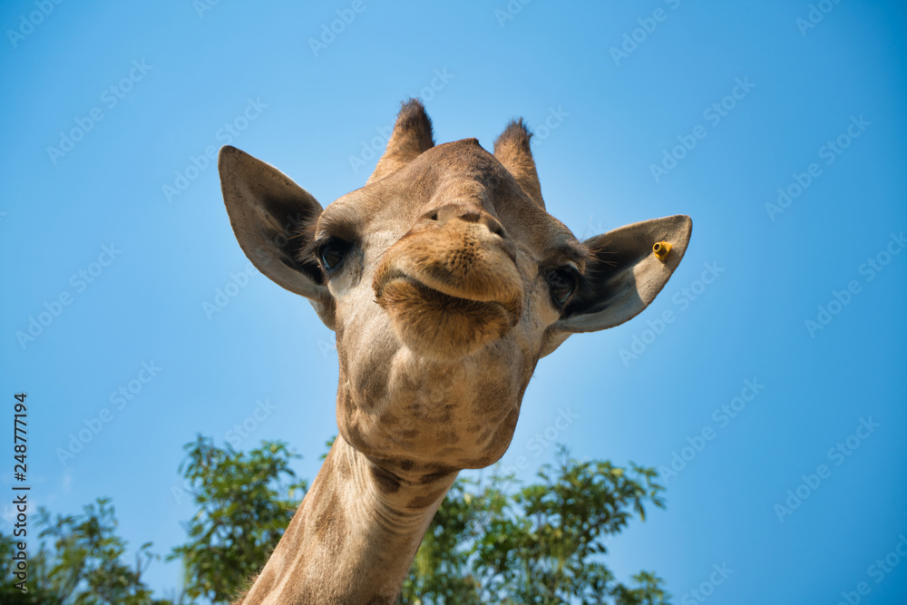 portrait of natural giraffe head in blue sky