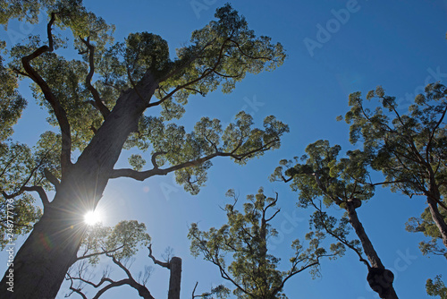 giant trees in the  Nornalup national park in the south of western australia photo