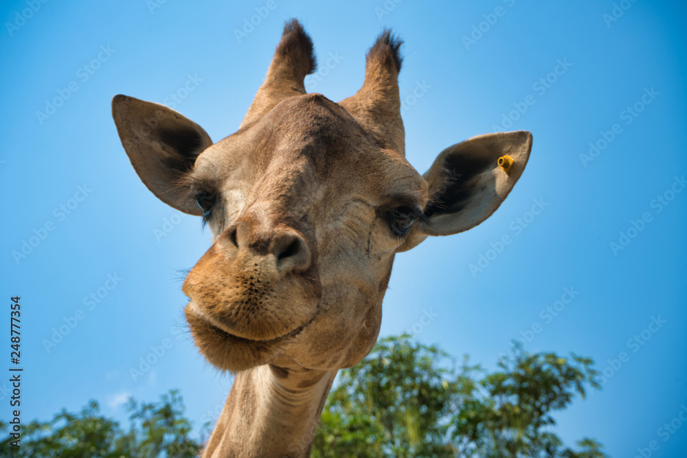 Αυτοκόλλητο portrait of natural giraffe head in blue sky