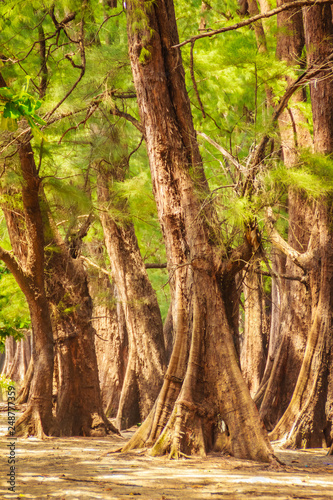 Evergreen Casuarina equisetifolia (Common ironwood) forest tree at Naiyang beach bearby Phuket airport, Thailand. photo