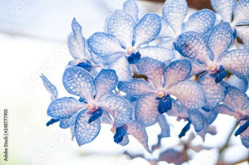 beautiful orchid flower in garden at winter or spring day, agriculture, postcard idea concept design.