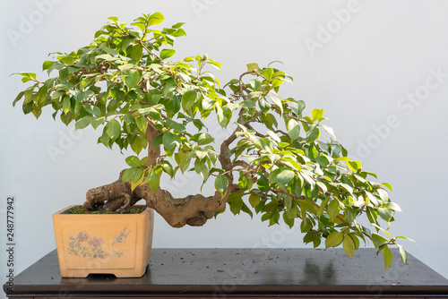 Bonsai tree on a table against white wall in BaiHuaTan public park, Chengdu, China photo