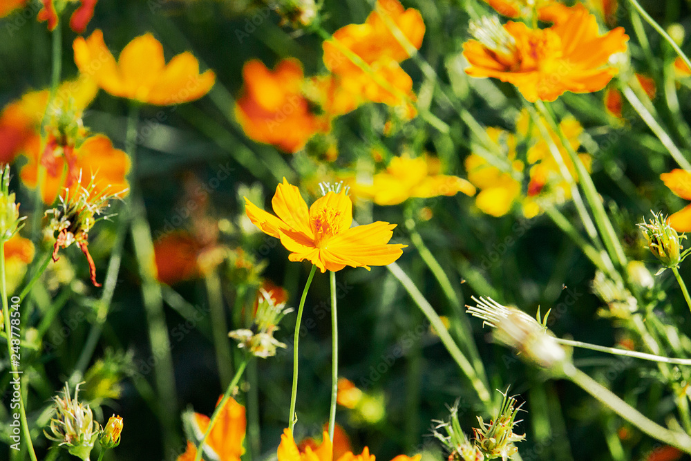 Close up beautiful yellow blossom flower. Close up beautiful yellow blossom flower.