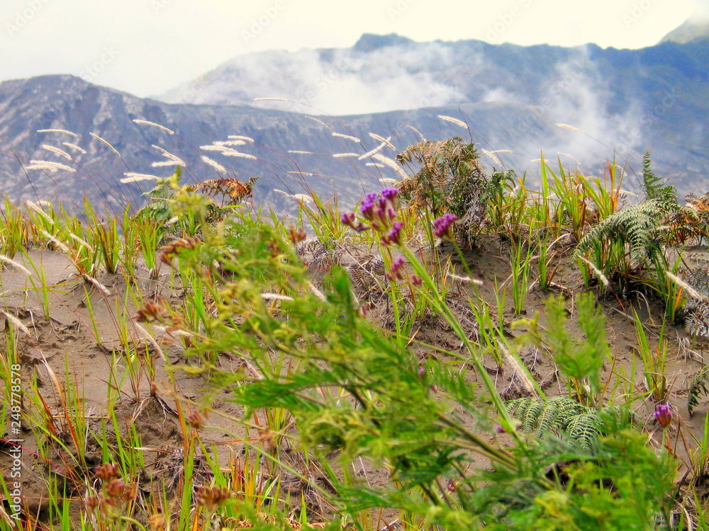 Obraz premium Mount Bromo. Volcano in Java. Indonesia