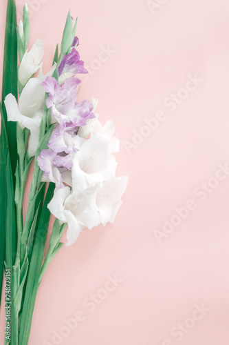 Gladiolus flowers on pink background.