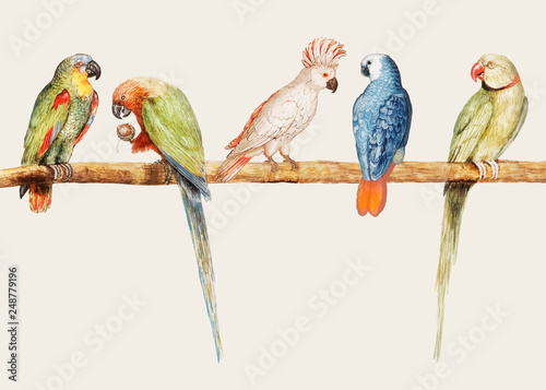 Parrot variety in vintage style