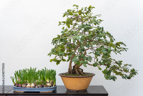 Bonsai tree on a table against white wall in BaiHuaTan public park, Chengdu, China