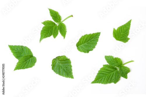 Raspberry leaves isolated white background