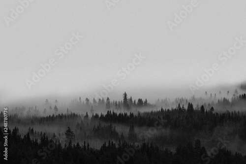 Fototapeta Naklejka Na Ścianę i Meble -  View of the misty woods in Norway